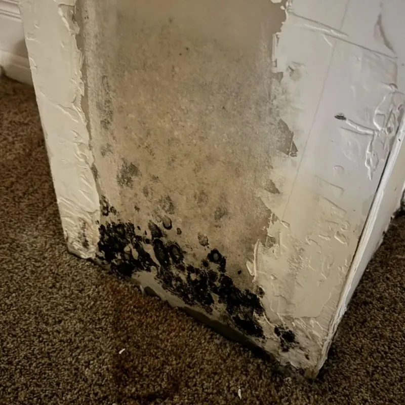 Professional Mold Removal in Tampa, FL